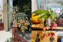 Mùa vải thiều, người dân Bắc Giang chơi cây cảnh kiểu độc lạ