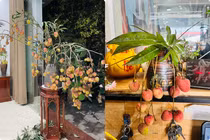 Mùa vải thiều, người dân Bắc Giang chơi cây cảnh kiểu độc lạ