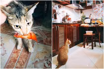 Hoàn cảnh éo le của chú cá chép ngày tiễn ông Công ông Táo