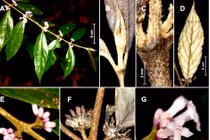 Công bố phát hiện 2 loài thực vật mới Vườn QG Vũ Quang