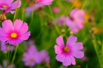 Cuối tháng 2 nhuận Âm lịch, 3 con giáp tích đủ phước lành