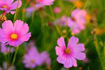 Cuối tháng 2 nhuận Âm lịch, 3 con giáp tích đủ phước lành