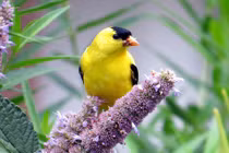 5 con giáp vận may dào dạt, Thần Tài ghé thăm