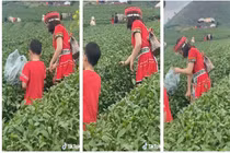 Thẳng tay vặt ngọn chè mang về, nữ du khách khiến netizen bức xúc