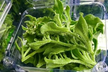 Dân Hà Nội lùng mua rau kim cương, đồ lạ mới về giá đắt