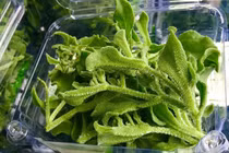 Dân Hà Nội lùng mua rau kim cương, đồ lạ mới về giá đắt