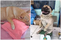 Ngày vía Thần Tài, chó cưng được chủ “tậu” vàng nhìn ghen tị