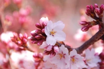 Nửa đầu năm 2023, 3 con giáp bộc lộ tài năng