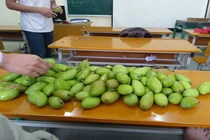 Xoài nở rộ sân trường, sinh viên thi nhau khoe chiến lợi phẩm 