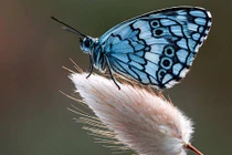 Người sinh tháng Âm lịch này giỏi chịu đựng, giàu sáng tạo