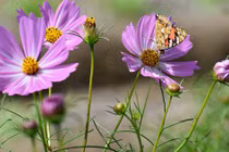 Người nghiêm túc, tận tâm trong công việc, sang tháng 6 hưởng “trái ngọt“