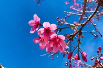 Mẹ lập di chúc tặng nhà cho con trai nhưng đau ốm tìm đến con gái