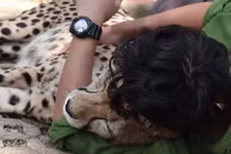 Video: Người đàn ông ôm báo săn ngủ ngon lành