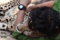 Video: Người đàn ông ôm báo săn ngủ ngon lành