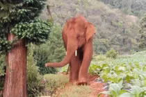 Video: Số phận con bị lạc khỏi đàn voi nổi tiếng nhất Trung Quốc