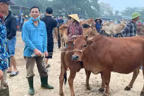 Chợ trâu, bò lớn nhất cả nước ở Nghệ An