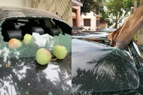 Hàng loạt cây “phản chủ” khiến các tài xế phải “khóc ròng“