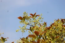 Mùa hoa bơ vàng rực nắng