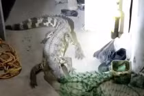 Video: Kinh hãi cá sấu sở thú trốn vào ký túc xá ở Trung Quốc