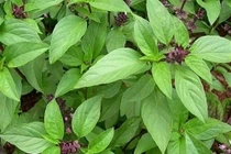 Làm dịu các triệu chứng của cúm bằng gia vị “vườn nhà”