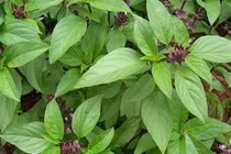 Làm dịu các triệu chứng của cúm bằng gia vị “vườn nhà”