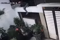 Video: Trộm trèo vào nhà lấy cắp cây cảnh