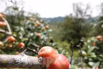 Lên vùng cao Mù Cang Chải hái táo Mèo cùng đồng bào Mông