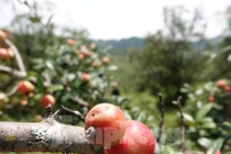 Lên vùng cao Mù Cang Chải hái táo Mèo cùng đồng bào Mông