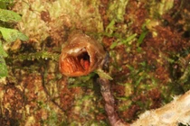 "Hoa lan xấu nhất thế giới" trong danh sách thực vật mới 2020