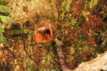 "Hoa lan xấu nhất thế giới" trong danh sách thực vật mới 2020