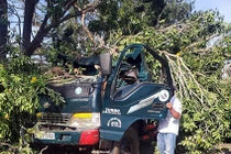 Cây xà cừ bất ngờ ngã đè ô tô, tài xế thiệt mạng