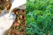 Ai không uống được sữa có thể thay bằng “7 loại rau” này