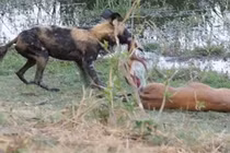 Chó hoang lôi linh dương con sắp sinh ra khỏi bụng mẹ