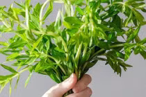 Loại rau tưởng bỏ đi nhưng lại là thần dược 