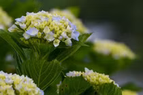 Người sinh vào 5 ngày Âm lịch này, tháng 10 xòe tay hái lộc vàng