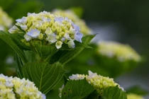 Người sinh vào 5 ngày Âm lịch này, tháng 10 xòe tay hái lộc vàng