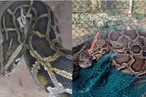 Loại mãng xà lớn nhất Việt Nam, rất nguy cấp trong Sách đỏ