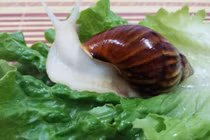 Loại ốc sống bụi rậm, nay trở thành món ngon giá đắt