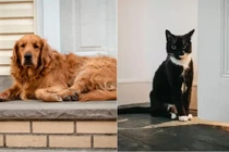 Người xưa nói: 'Chó đến nhà thì phú, mèo đến nhà có tang', vì sao?