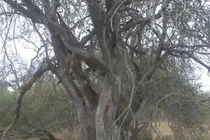 Clip: Báo đốm treo lủng lẳng vì mồi vướng cành cây