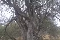 Clip: Báo đốm treo lủng lẳng vì mồi vướng cành cây