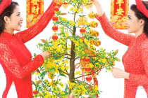 8 loài cây may mắn đặt trong nhà dịp Tết hút tài hút lộc