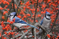 Ai sinh ngày Âm lịch này cuộc đời suôn sẻ, tiền tài sung túc