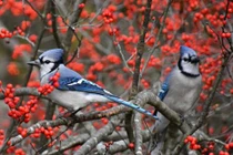 Ai sinh ngày Âm lịch này cuộc đời suôn sẻ, tiền tài sung túc