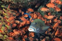 4 loại thực phẩm hữu ích thúc đẩy sự phát triển của bé