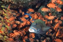 4 loại thực phẩm hữu ích thúc đẩy sự phát triển của bé