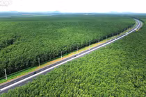 Mê mẩn rừng cao su xanh mướt cao tốc Dầu Giây - Phan Thiết