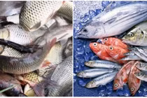 Ăn cá đồng hay cá biển tốt hơn?
