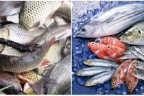 Ăn cá đồng hay cá biển tốt hơn?
