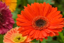 Cuối 2022: 3 con giáp thời cơ đến cản không kịp, muốn gì được nấy